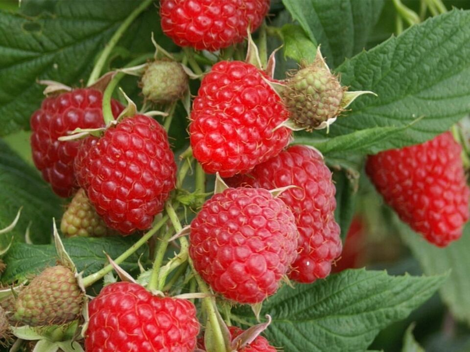 raspberry ketones in Dietoll